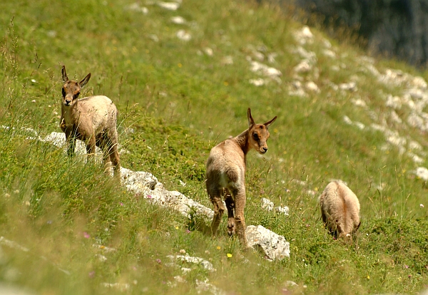 Camoscio d''Abruzzo Rupicapra pyrenaica ornata